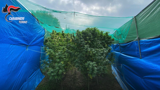 Dalla produzione allo spaccio: nella casa di Cavour la filiera della marijuana era completa [VIDEO]