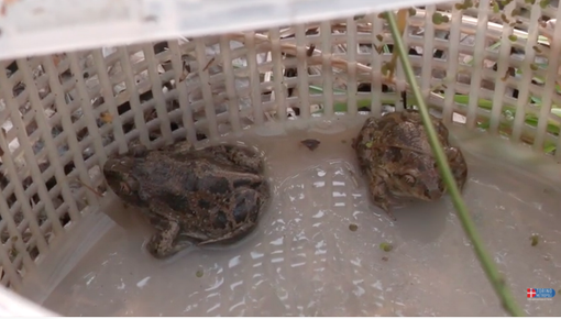 Monitoraggio del pelobate fosco: la Città metropolitana cerca giovani erpetologi