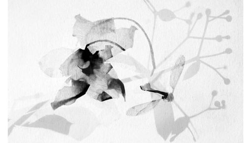 L'eporediese Stefania Ricci espone il suo "Memoir Stellare" L'eporediese Stefania Ricci espone il suo "Memoir Stellare"