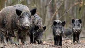 Peste Suina Africana, Confagricoltura Piemonte: “L’eradicazione non è una scelta, ma un obbligo di legge”