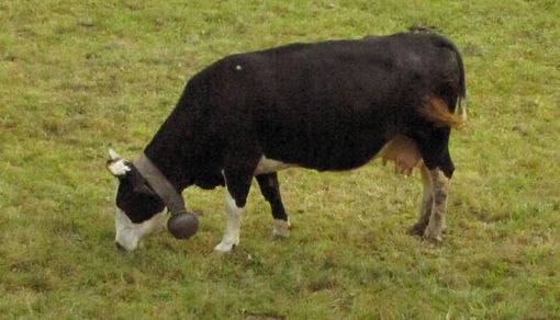 Nichelino, mucca si allontana dalla sua mandria e arriva a brucare fino alla zona industriale Nichelino, mucca si allontana dalla sua mandria e arriva a brucare fino alla zona industriale