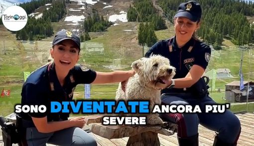 "Se non ti porto, non parto", patente sospesa fino a un anno per chi abbandona un animale in strada [VIDEO]