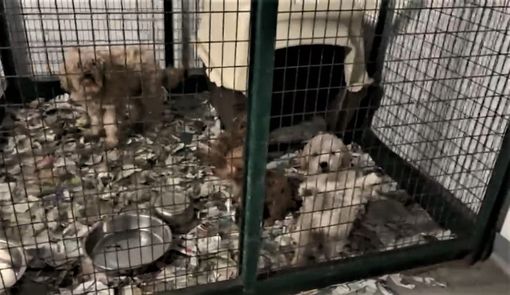 La carica dei 51, ma in allevamenti-lager. Indagati due allevatori e un veterinario: tenevano i cani in condizioni "precarie" La carica dei 51, ma in allevamenti-lager. Indagati due allevatori e un veterinario: tenevano i cani in condizioni "precarie"
