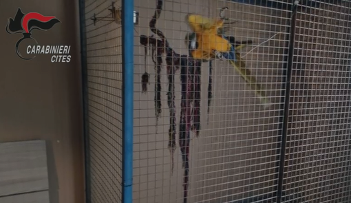 Pappagallo in gabbia