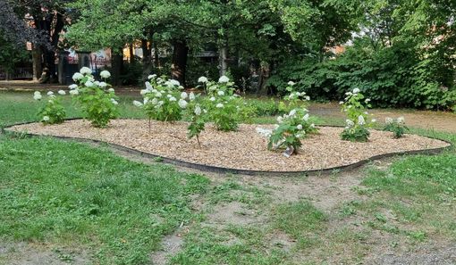 Pinerolo inaugura l’ortensieto nel Parco di Villa Prever