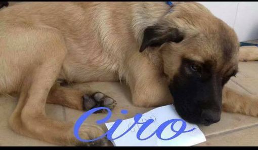 Da Napoli a Frossasco, il piccolo Ciro cerca casa e famiglia