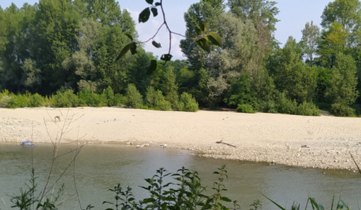corso d'acqua con alberi e sabbia