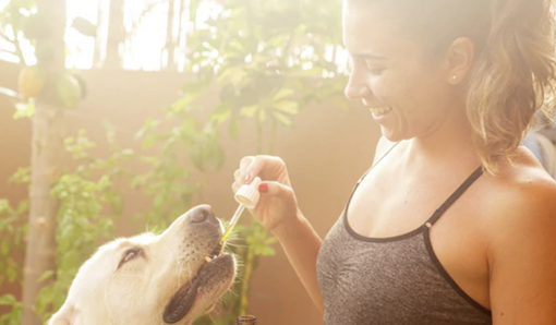 Olio CBD a Torino: perfetto per combattere ansia, stress, favorire il rilassamento e alleviare i dolori