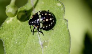 Insetti dannosi per le nostre piante: cosa fare? Suggerimenti e curiosità poco conosciute