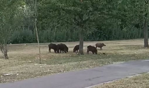 Nichelino, un gruppo di cinghiali scorrazza tra via Miraflores e il parco del Boschetto