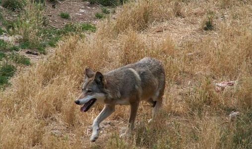 lupo - foto d'archivio