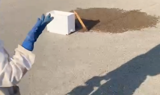 La natura si prende la zona industriale di Orbassano: maxi sciame d'api catturato davanti all'Av El [VIDEO]