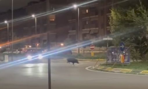 Nichelino si attrezza per contenere l'emergenza cinghiali