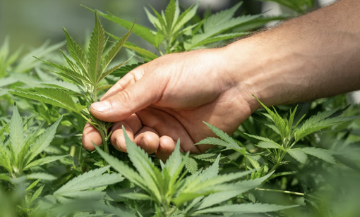 E’ legale coltivare marijuana in casa? Alto CBD e basso THC sono le parole chiave