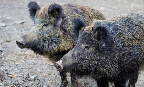 Peste Suina Africana, Coldiretti Piemonte: "Dopo ordinanza, applicare subito le misure straordinarie” Peste Suina Africana, Coldiretti Piemonte: "Dopo ordinanza, applicare subito le misure straordinarie”