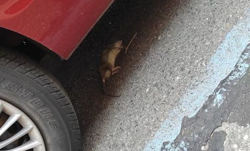 Invasione di topi in San Donato e piazza Statuto: si moltiplicano gli avvistamenti, timore per i cani Invasione di topi in San Donato e piazza Statuto: si moltiplicano gli avvistamenti, timore per i cani