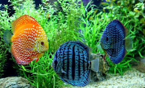 Petsfestival 2021: l’acquariologia è di casa Petsfestival 2021: l’acquariologia è di casa