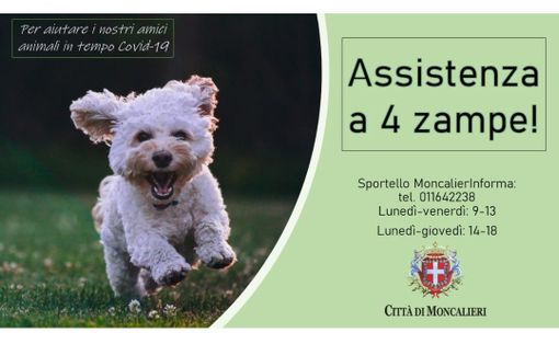 Aiutare gli animali delle persone positive al Covid: Moncalieri apre l'assistenza a 4 zampe