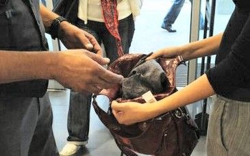 Maratona di furti: la polizia arresta una 60enne che aveva trafugato merce per oltre 350 euro