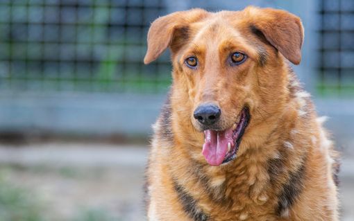 Foto dal profilo facebook &quot;Rifugio il Bau&quot;