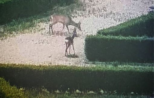 Coronavirus, meno auto in circolazione: così si vedono i caprioli correre dentro il parco di Stupinigi