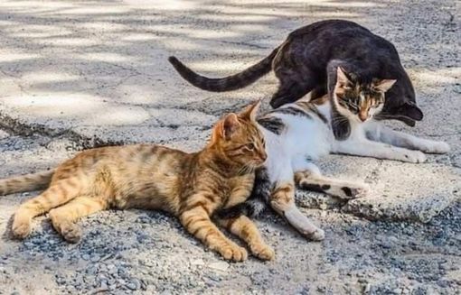 A Mirafiori Sud i gatti cercano volontari: basta un’ora (e tanto amore)