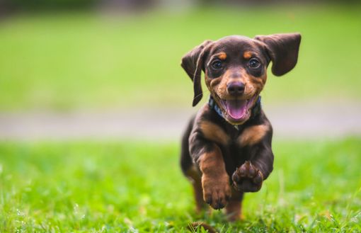 &quot;Conosci il tuo cane&quot;, percorso formativo per proprietari a cura del dipartimento di prevenzione dell'Asl Città di Torino