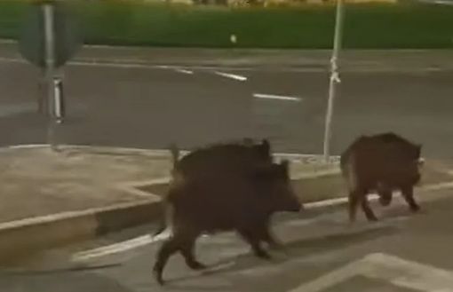 Fuori programma a Moncalieri, gruppo di cinghiali a passeggio in Borgo Navile Fuori programma a Moncalieri, gruppo di cinghiali a passeggio in Borgo Navile