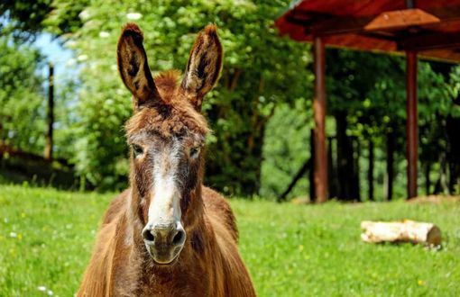 Coldiretti: "Centri estivi nelle fattorie didattiche per imparare in sicurezza” Coldiretti: "Centri estivi nelle fattorie didattiche per imparare in sicurezza”