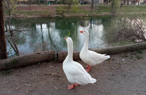 Che fine ha fatto Dafne? Vanchiglietta in pensiero per una delle sue oche