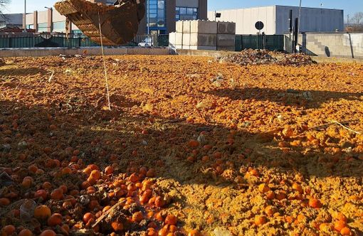 Le arance di Ivrea si preparano ad avere una nuova vita Le arance di Ivrea si preparano ad avere una nuova vita