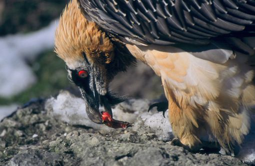 Femmina di gipeto trovata morta a Novalesa, era nata in cattività Femmina di gipeto trovata morta a Novalesa, era nata in cattività