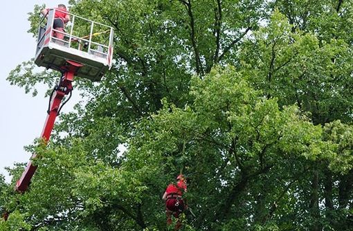 Verde urbano, operativo il servizio di controllo della stabilità degli alberi Verde urbano, operativo il servizio di controllo della stabilità degli alberi
