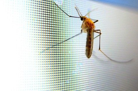 Prezzo zanzariere Prezzo zanzariere