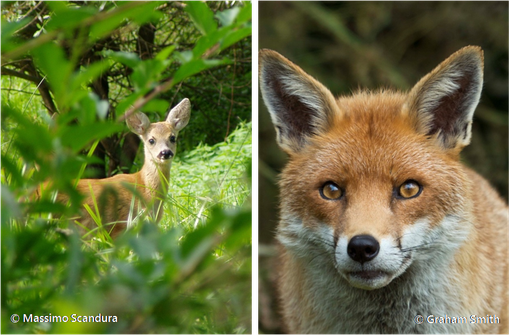 E' questo l'obiettivo del progetto MammalNet E' questo l'obiettivo del progetto MammalNet