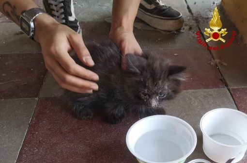 Gatto bloccato all'interno di una canna fumaria: i vigili del fuoco lo portano in salvo Gatto bloccato all'interno di una canna fumaria: i vigili del fuoco lo portano in salvo