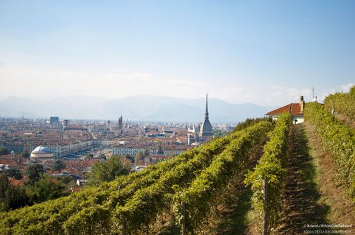 Vino e Covid: a Torino la vendemmia si fa sul web, rimandando le degustazioni a tempi migliori Vino e Covid: a Torino la vendemmia si fa sul web, rimandando le degustazioni a tempi migliori