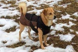 Quattrozampeinfamiglia: il portale per adottare cani e gatti in tutta Italia Quattrozampeinfamiglia: il portale per adottare cani e gatti in tutta Italia