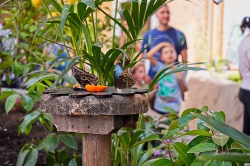 ‘L’Oasi delle farfalle’ di Zoom