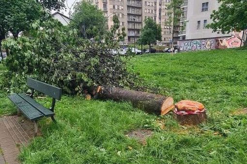 Per riparare al danno la ditta ha messo a dimora 27 nuovi esemplari Per riparare al danno la ditta ha messo a dimora 27 nuovi esemplari