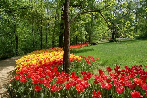 Trentamila nuovi tulipani al Parco di Messer Tulipano di Pralormo