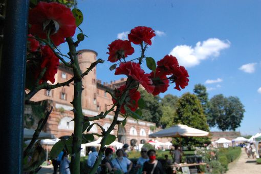 Rose al Castello Rose al Castello