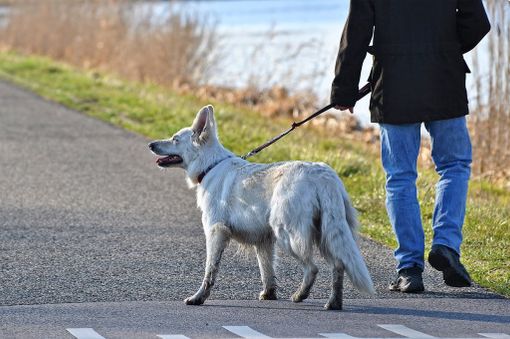 Consigli e prevenzione contro pulci e zecche: i migliori antiparassitari per cani Consigli e prevenzione contro pulci e zecche: i migliori antiparassitari per cani