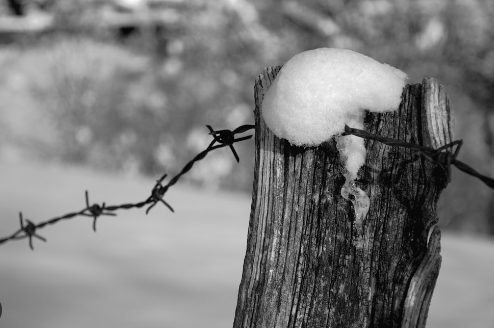 La memoria difficile: da Chiara Colombini a Elena Varvello, proseguono gli incontri al Circolo del lettori