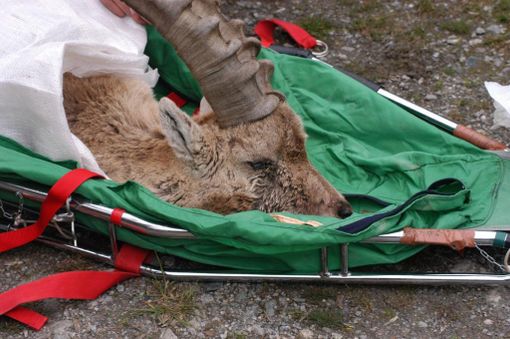 Asl To3-Aree protette Alpi Cozie: sottoscritta la convenzione operativa per la gestione delle popolazioni animali Asl To3-Aree protette Alpi Cozie: sottoscritta la convenzione operativa per la gestione delle popolazioni animali