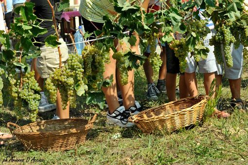 Il vino alza i calici: una vendemmia 2018 per tornare ai livelli tradizionali e nuove risorse per le imprese del territorio