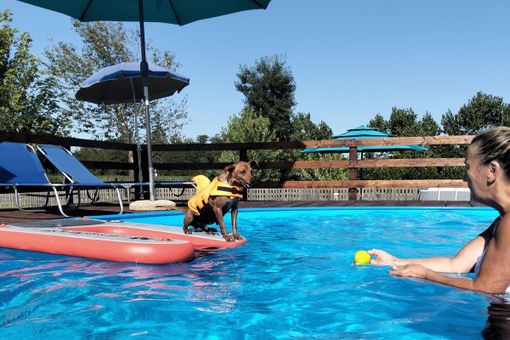 Un tuffo rinfrescante per i nostri amici a quattro zampe: benvenuti alla piscina di "Casa del Cane Vagabondo"!