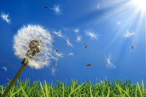 Allergia: sintomi e rimedi Allergia: sintomi e rimedi