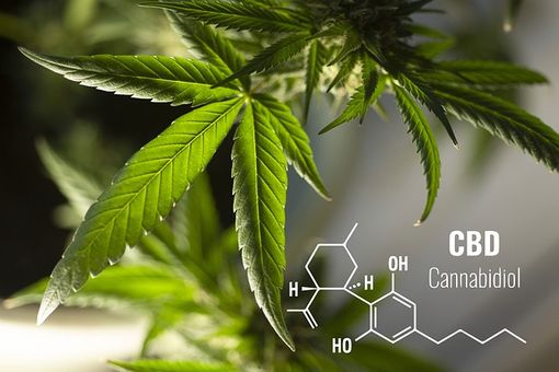 La cannabis come antiinfiammatorio: il punto della scienza La cannabis come antiinfiammatorio: il punto della scienza