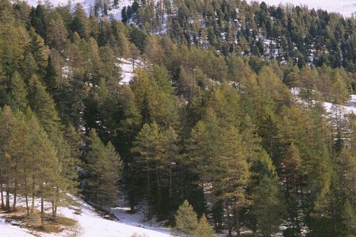 Regione, bonus di 600 euro per i forestali
